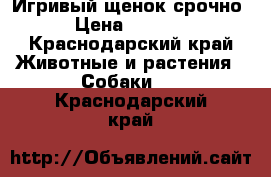 Игривый щенок срочно › Цена ­ 8 000 - Краснодарский край Животные и растения » Собаки   . Краснодарский край